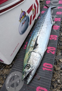 サワラの釣果
