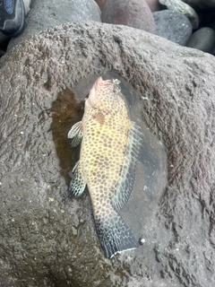 オオモンハタの釣果