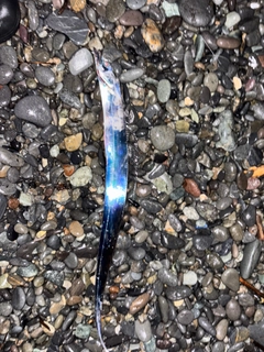 タチウオの釣果