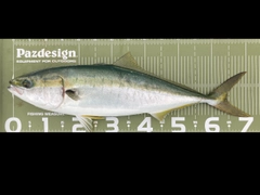 ワラサの釣果