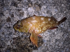 カサゴの釣果