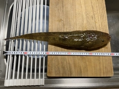 マゴチの釣果