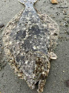 ヒラメの釣果