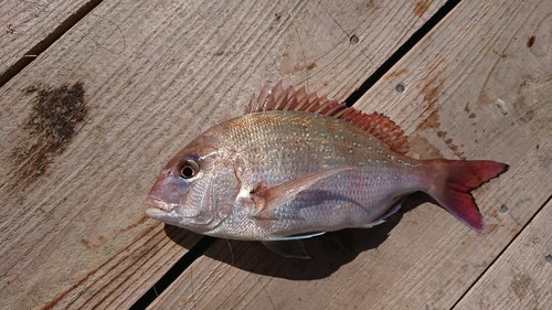 マダイの釣果