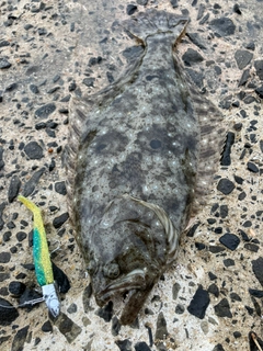 ヒラメの釣果