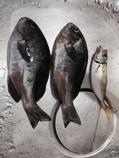 クチブトグレの釣果