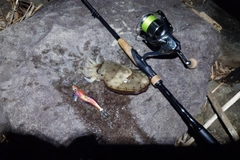 モンゴウイカの釣果