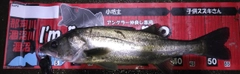 シーバスの釣果
