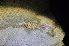 モンゴウイカの釣果