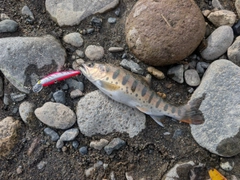 ヤマメの釣果