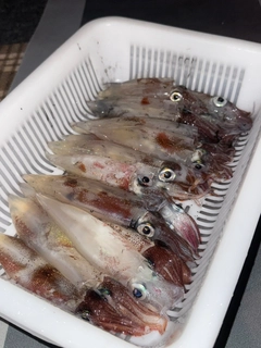 ヤリイカの釣果