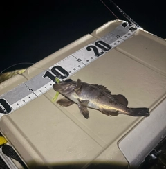 メバルの釣果