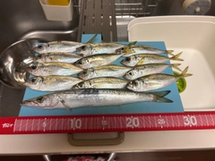 マアジの釣果