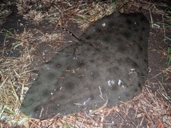ツバクロエイの釣果
