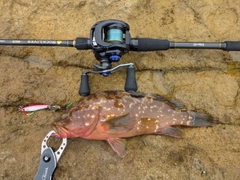 アコウの釣果