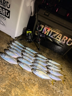 マアジの釣果