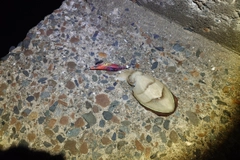 モンゴウイカの釣果
