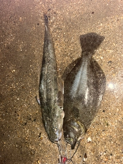 マゴチの釣果