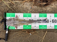 アメリカナマズの釣果