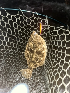 ヒラメの釣果