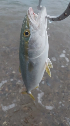 コゾクラの釣果