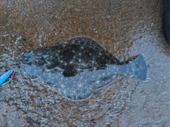 ソゲの釣果