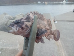 ムラソイの釣果