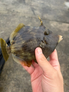 カワハギの釣果