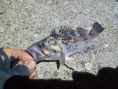 マゾイの釣果