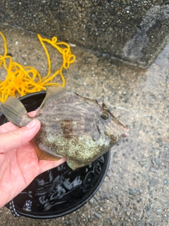 カワハギの釣果