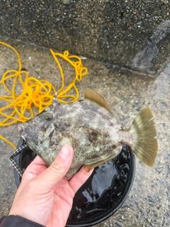 カワハギの釣果