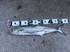 サゴシの釣果