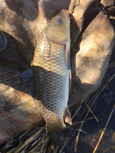 コイの釣果