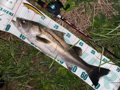 シーバスの釣果