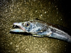 タチウオの釣果