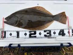 ヒラメの釣果