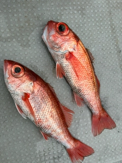 アカムツの釣果