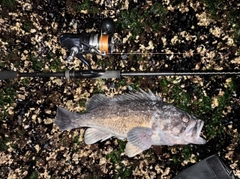 クロソイの釣果