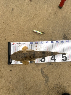 マゴチの釣果