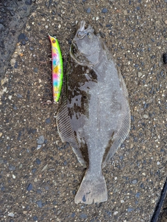 ソゲの釣果