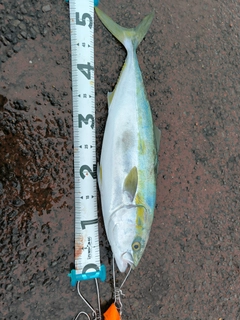 ワラサの釣果