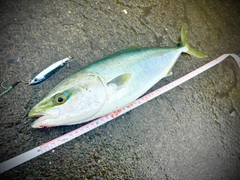 イナダの釣果