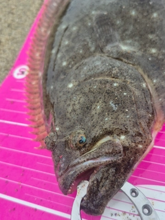 ソゲの釣果