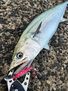 サゴシの釣果