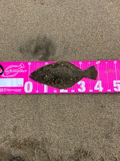 ソゲの釣果