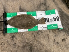 ソゲの釣果