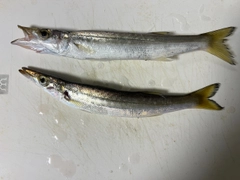 カマスの釣果