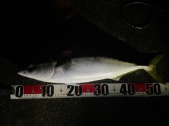 イナダの釣果