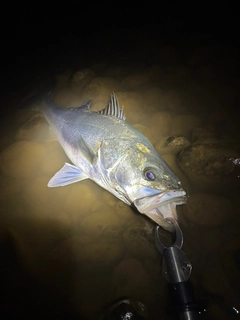 スズキの釣果