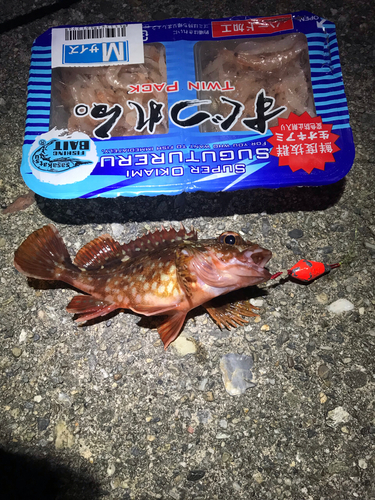 カサゴの釣果